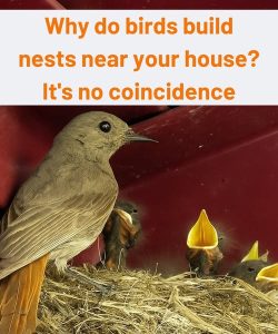 Why do birds build nests near your house? It’s no coincidence