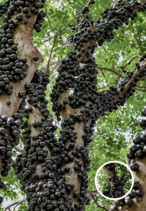 Rare Tree Turns Heads, People Stunned When They Realize What Grows On Its Trunk