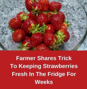 Keep Strawberries Fresh