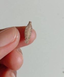 This is the Kamitetep, a Species of Moth (Phereoca Uterella ) that Clings to the Walls of the House