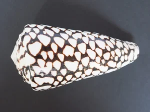 Woman picks up stunning shell at beach, then learns it was ‘world’s deadliest’