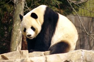 The Fascinating World of Animals: Diversity, Intelligence, and Conservation