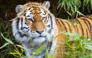 Our Animal Companions: Understanding the Creatures We Share the Planet With