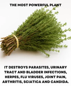 It is among the most powerful plants in the world