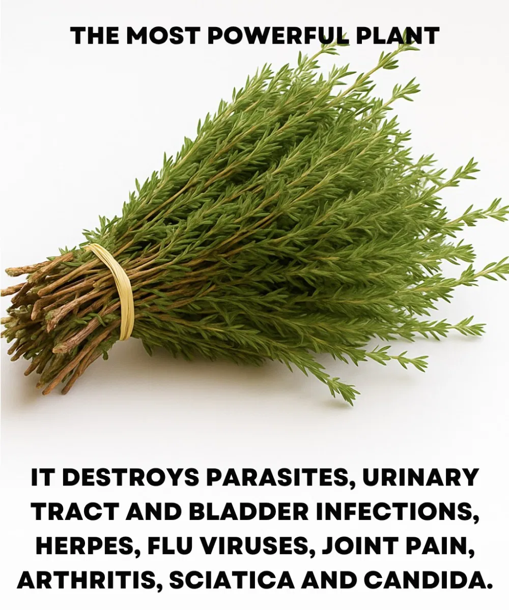 It is among the most powerful plants in the world