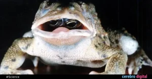 Frog with Eyes Inside Its Mouth: The Enigma of an Astonishing Photograph