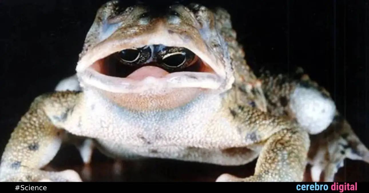Frog with Eyes Inside Its Mouth: The Enigma of an Astonishing Photograph