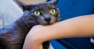 If the cat bites you, here’s what it really means
