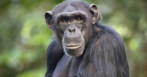 Man Leaps Into Zoo Enclosure to Save Drowning Chimp