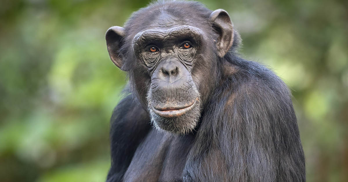 Man Leaps Into Zoo Enclosure to Save Drowning Chimp