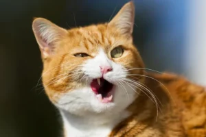 Heavenly Humor: A Cat’s Delightful Afterlife Tale