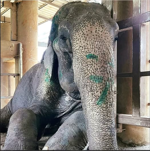 Elephant finally rescued after over 80 years in shackles – finally lays down and rest