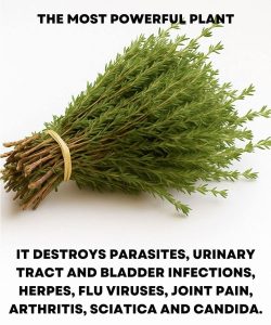 It really is among the most powerful plants in the world