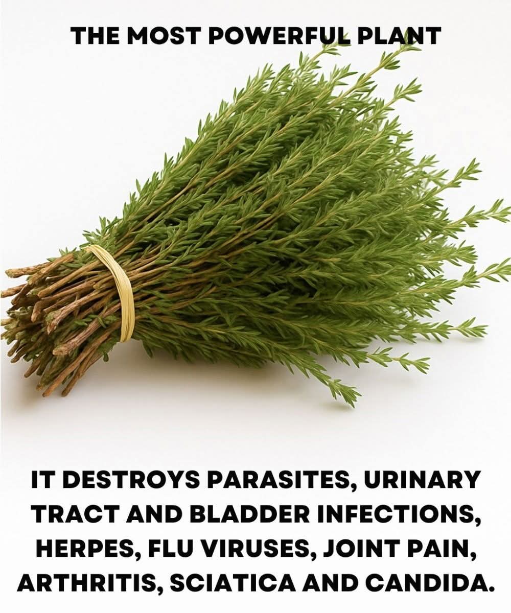 It really is among the most powerful plants in the world