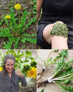 The Dandelion’s Secret Superpowers: Why This “Weed” Is Nature’s Ultimate Gift! 🌼