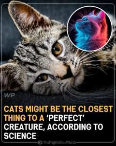 Cats Might Be the Closest Thing to a ‘Perfect’ Creature, According to Science
