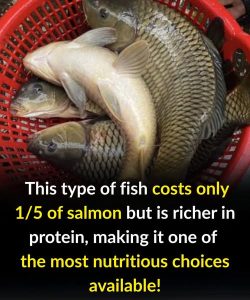 This type of fish costs only 1/5 of salmon but is richer in protein, making it one of the most nutritious choices available!