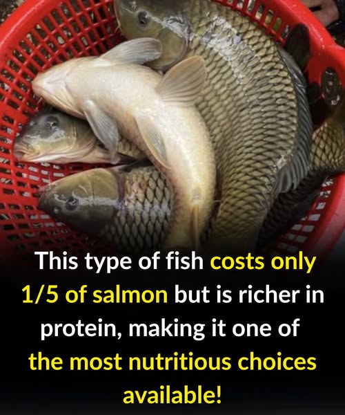 This type of fish costs only 1/5 of salmon but is richer in protein, making it one of the most nutritious choices available!