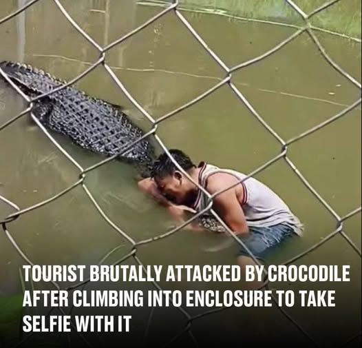 Tourist’s selfie stunt in crocodile enclosure takes deadly turn