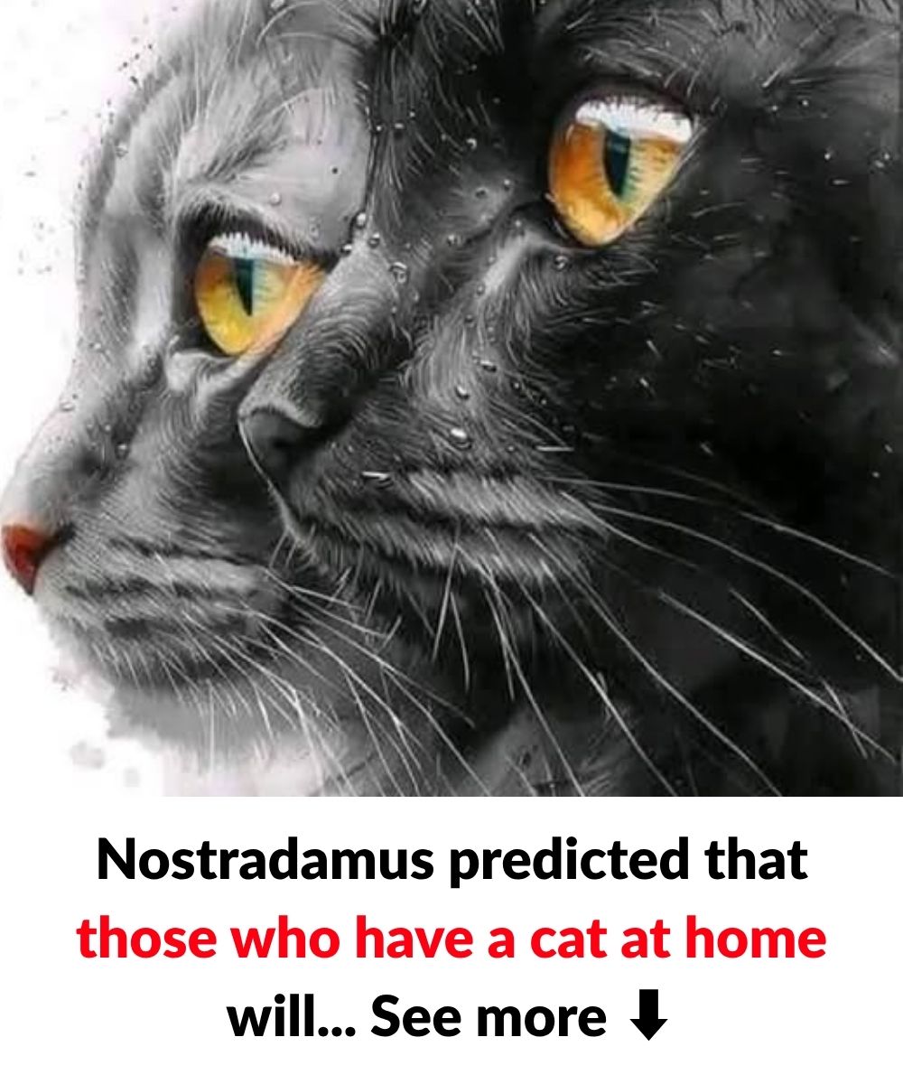 Nostradamus’s predictions about cats in the home