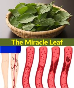 Leaf Reduces Diabetes, Bl00d Pressure, Ends Body Pain, Cholesterol and Eliminates Poor Circulation