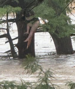 Breaking News: One of the missing camp girls was found 12 miles down river in Texas.