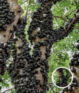 Rare Tree Turns Heads