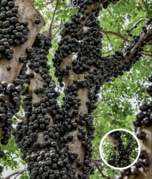 Rare Tree Turns Heads