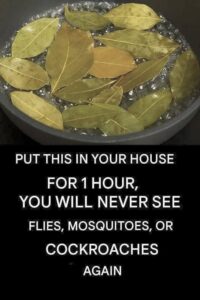 Say goodbye to flies, mosquitoes and cockroaches boiling these leaves