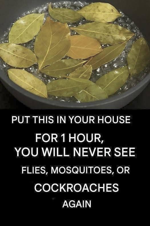 Say goodbye to flies, mosquitoes and cockroaches boiling these leaves