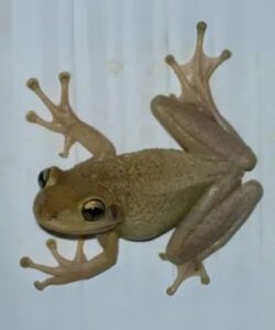 What does it mean to have frogs in your house?