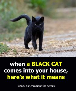 What does it mean to meet a black cat?