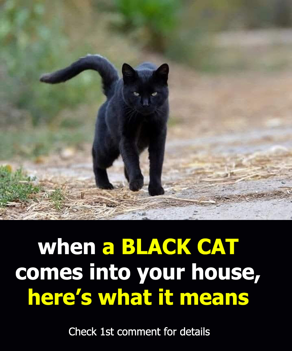 What does it mean to meet a black cat?
