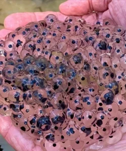 A Farmer Found Strange Eggs in His Field—What Hatched Changed His Life Forever