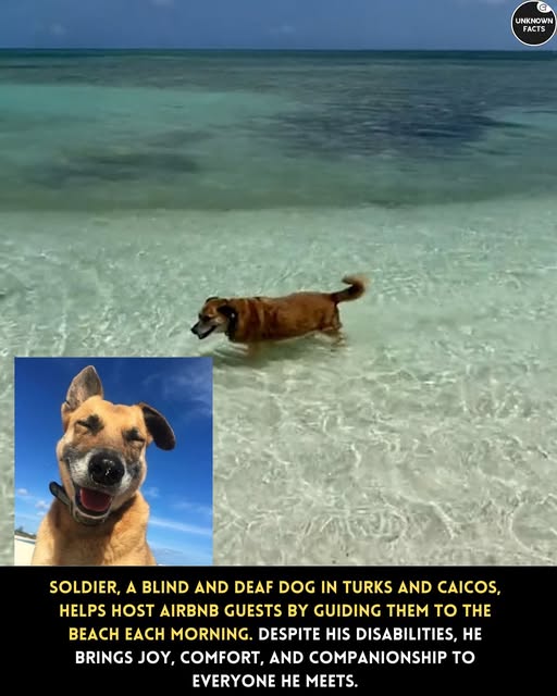 In Turks and Caicos, a special pup named Soldier is stealing hearts