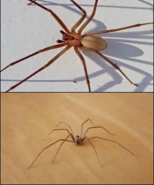 One Bite From This Spider Could Change Everything