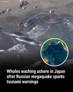 Whales Mysteriously Wash Ashore in Japan Following Russian Megaquake and Tsunami Alerts