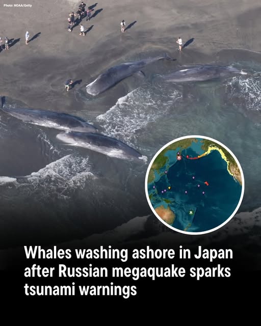 Whales Mysteriously Wash Ashore in Japan Following Russian Megaquake and Tsunami Alerts