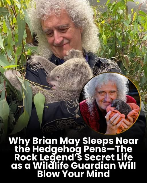 Brian May, legendary Queen guitarist, has transformed his Windlesham garden into a true wildlife sanctuary, caring personally for foxes, badgers, hedgehogs, and birds. “His garden has literally become a haven where dozens of native species find food, care, and shelter,” turning his home into a vital rescue center supporting vulnerable animals.