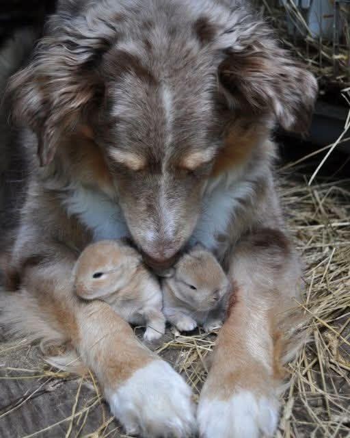 I CAUGHT MY DOG HIDING SOMETHING—AND IT CHANGED EVERYTHING I THOUGHT I KNEW