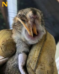 Animal lover finds squirrel with giant tooth, brings him home and gives him a new opportunity – thank you
