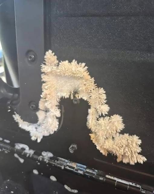 Under the back seat of my car, I noticed something very unusual that kept growing right before my eyes