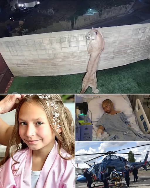 An ordinary day in Malibu turned into a nightmare when an 11-year-old girl was suddenly attacked by a mountain lion right outside her home. Out of nowhere, the big cat lunged, sinking its powerful jaws into her arm and refusing to let go. The peaceful sound of the ocean was shattered by screams, as panic and chaos erupted. Neighbors rushed to help, fighting to pull the predator away, every second feeling like forever. In that terrifying moment, the calm streets of Malibu became the scene of a life-or-death struggle.