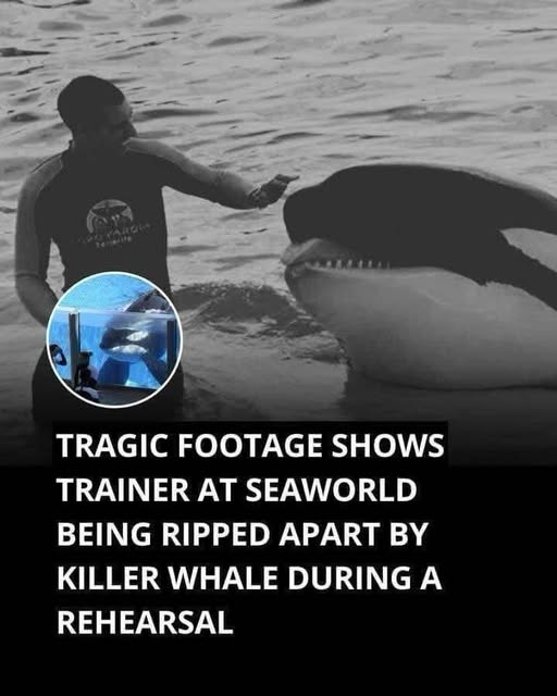 “His insides were torn apart by the animal.”