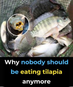 Should Children and Older Adults Eat Tilapia Regularly?
