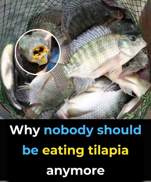 Should Children and Older Adults Eat Tilapia Regularly?