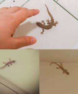 What does a lizard squeaking in the house mean?