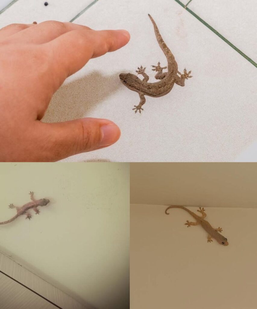 What does a lizard squeaking in the house mean?