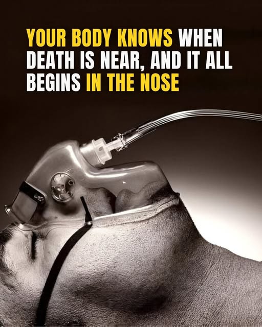 The Body Knows When Death is Near, and It Begins in Your Nose
