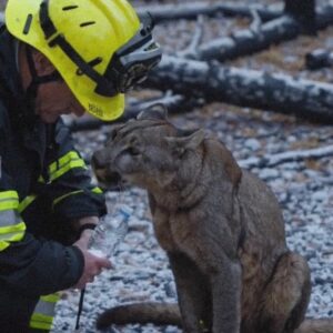 The Firefighter and the Mountain Lion.